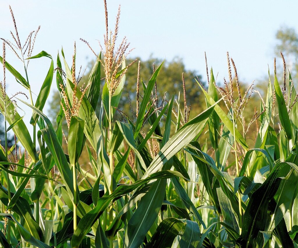 corn, cornfield, plant