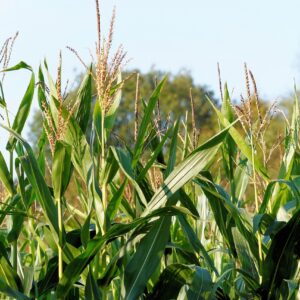 corn, cornfield, plant